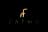 Fatma Collection 